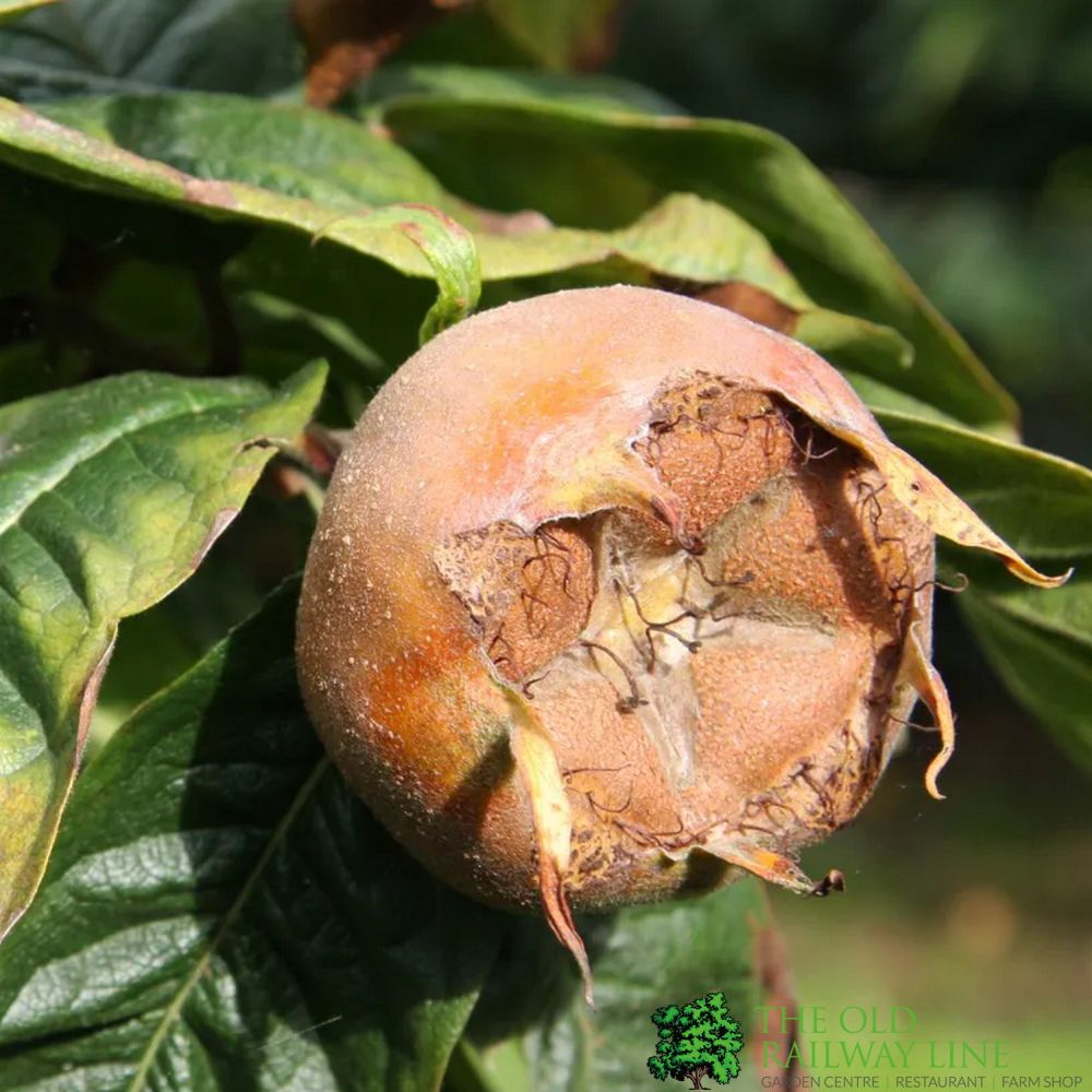 Medlar Tree 'Nottingham' Fruit Tree 12Ltr Pot