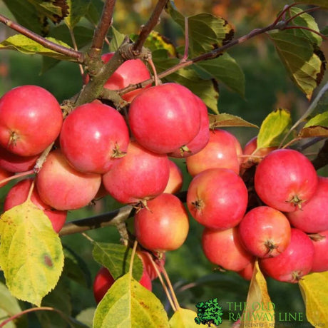 Crab Apple Tree 'Malus Jelly King' 12Ltr Pot