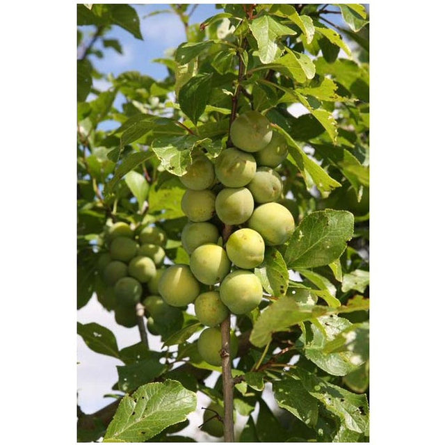 Gage Tree 'Old Greengage' Fruit Tree 12Ltr Pot