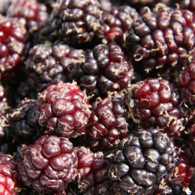 Mulberry Tree 'Chelsea King James I' Half Standard 12Ltr Pot