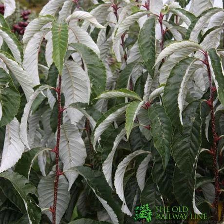 Sorbus hemsleyi 'John Bond' 7Ltr Pot