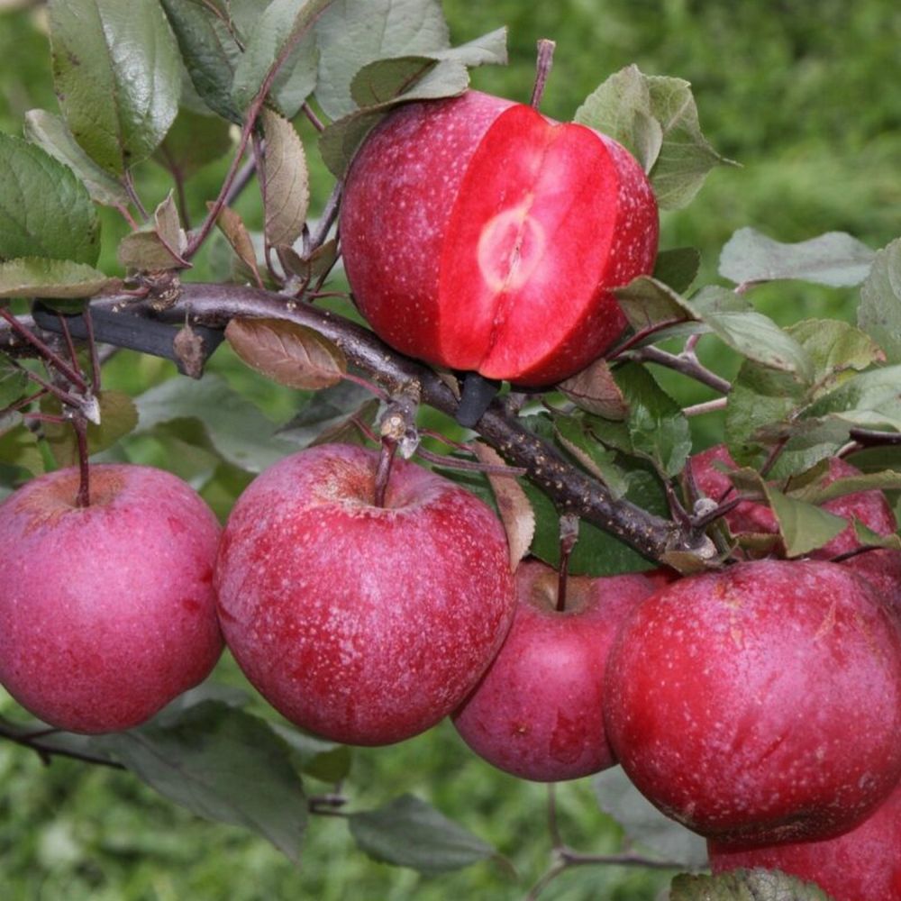 Apple Tree 'Tickled Pink' Patio 11.5Ltr Pot