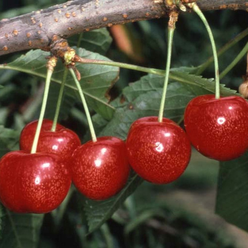 Cherry Tree 'Morello' Half-Standard 12Ltr Pot