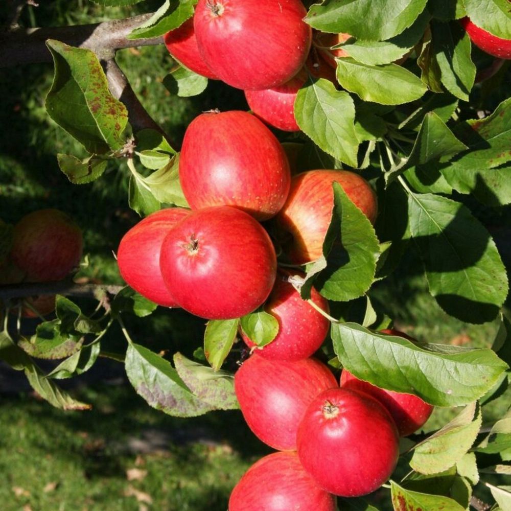 Apple Tree 'Little Pax' Fruit Tree 12Ltr Pot
