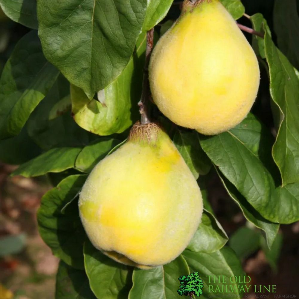 Quince Tree 'Serbian Gold' 12Ltr Pot