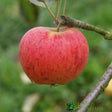 Apple Tree 'Paradice Gold' Fruit Tree 12Ltr Pot