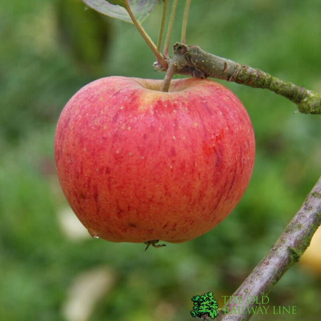 Apple Tree 'Paradice Gold' Fruit Tree 12Ltr Pot