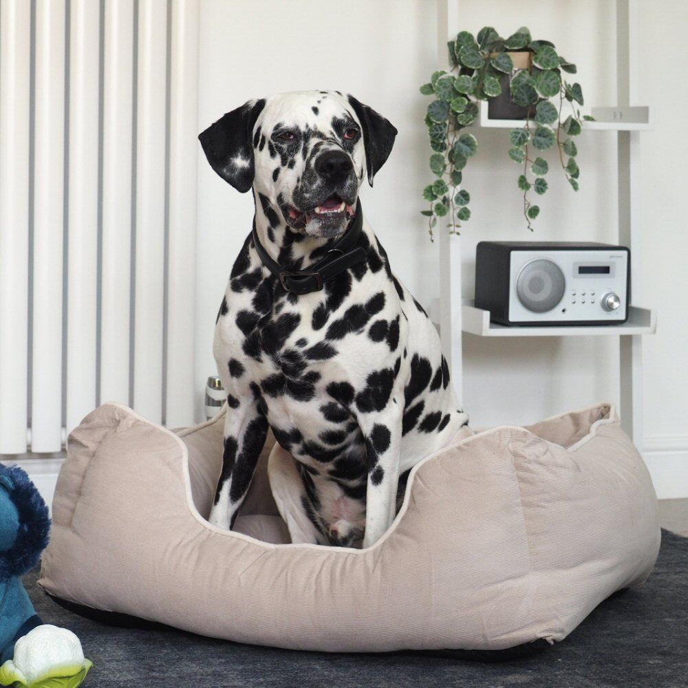 Large square cheap dog bed