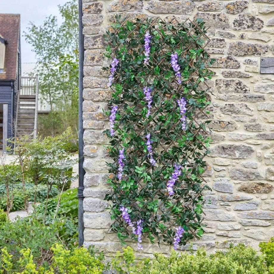 Purple wisteria blossoms hanging from a trellis For sale as Framed Prints,  Photos, Wall Art and Photo Gifts