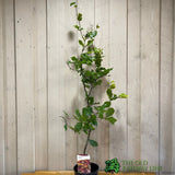 Fagus sylvatica Common Beech tree 3Ltr Pot