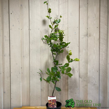 Fagus sylvatica Common Beech tree 3Ltr Pot