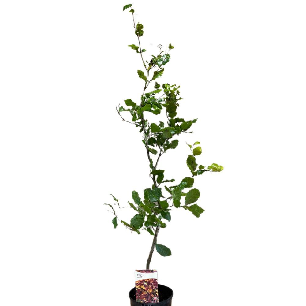Fagus sylvatica Common Beech tree 3Ltr Pot