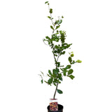 Fagus sylvatica Common Beech tree 3Ltr Pot