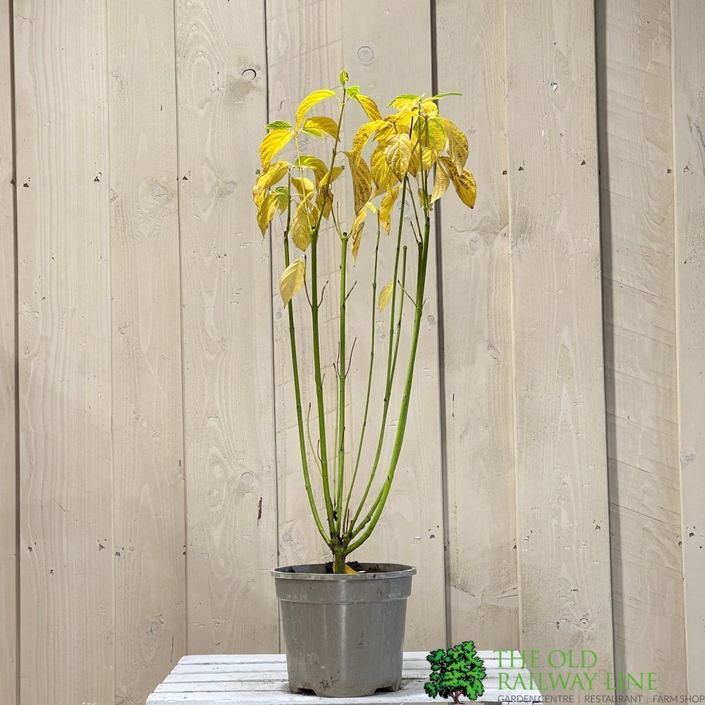 Cornus 'Flaviramea' Dogwood Plant 3Ltr Pot