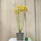 Cornus 'Flaviramea' Dogwood Plant 3Ltr Pot