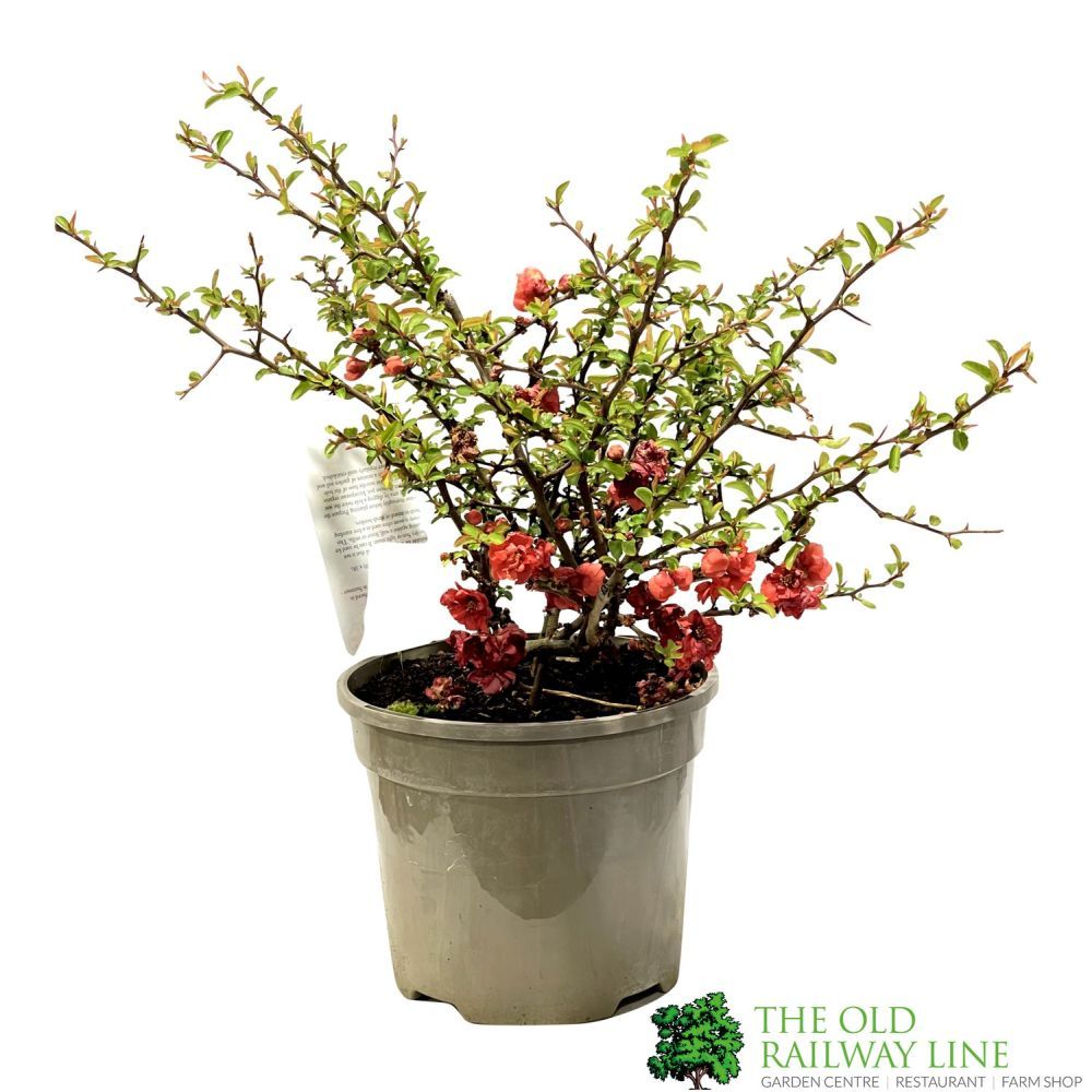 Chaenomeles 'Red Joy' 3 Ltr Pot