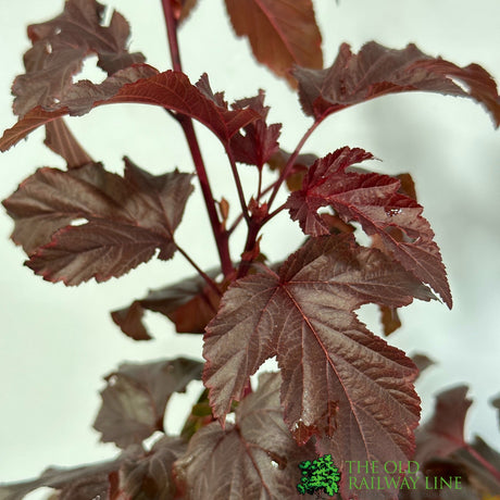 Physocarpus Opulifolius 'Lady in Red' 3Ltr Pot