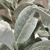 Brachyglottis 'Silver Dormouse' Plant 2Ltr Pot