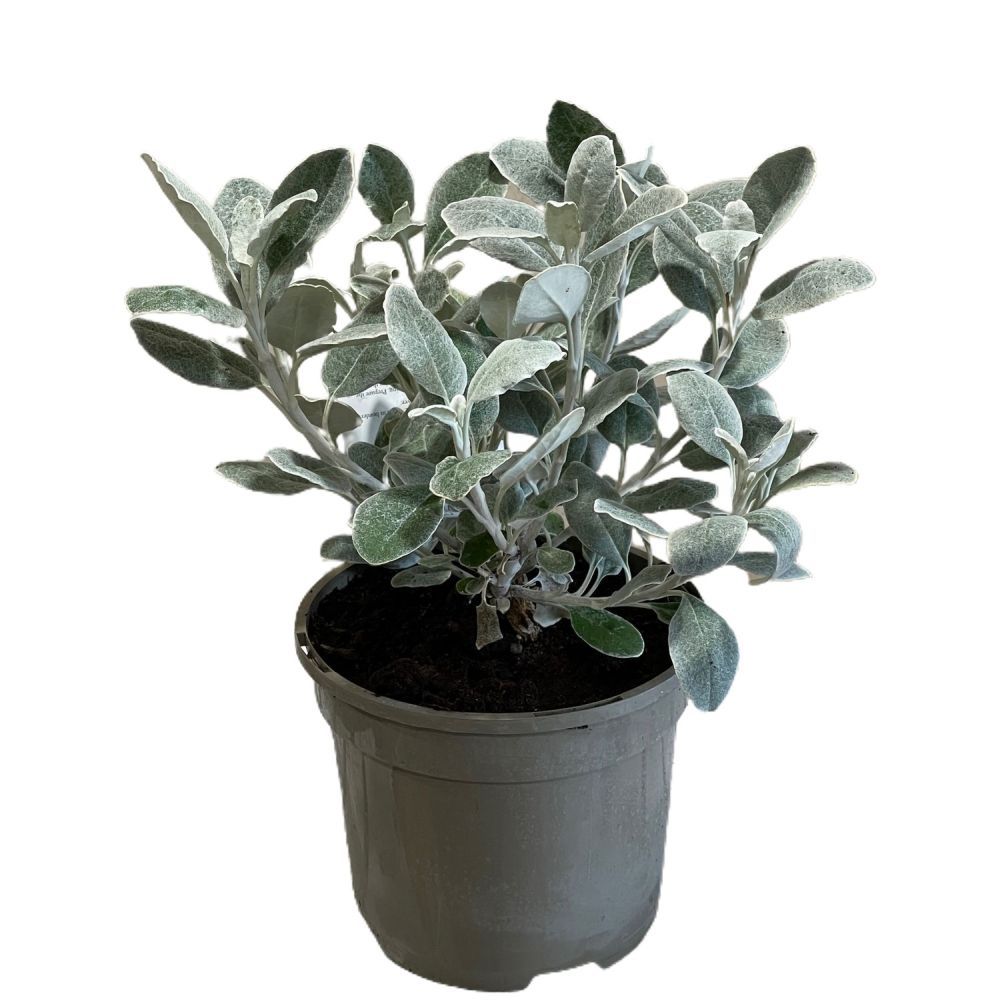 Brachyglottis 'Silver Dormouse' Plant 2Ltr Pot