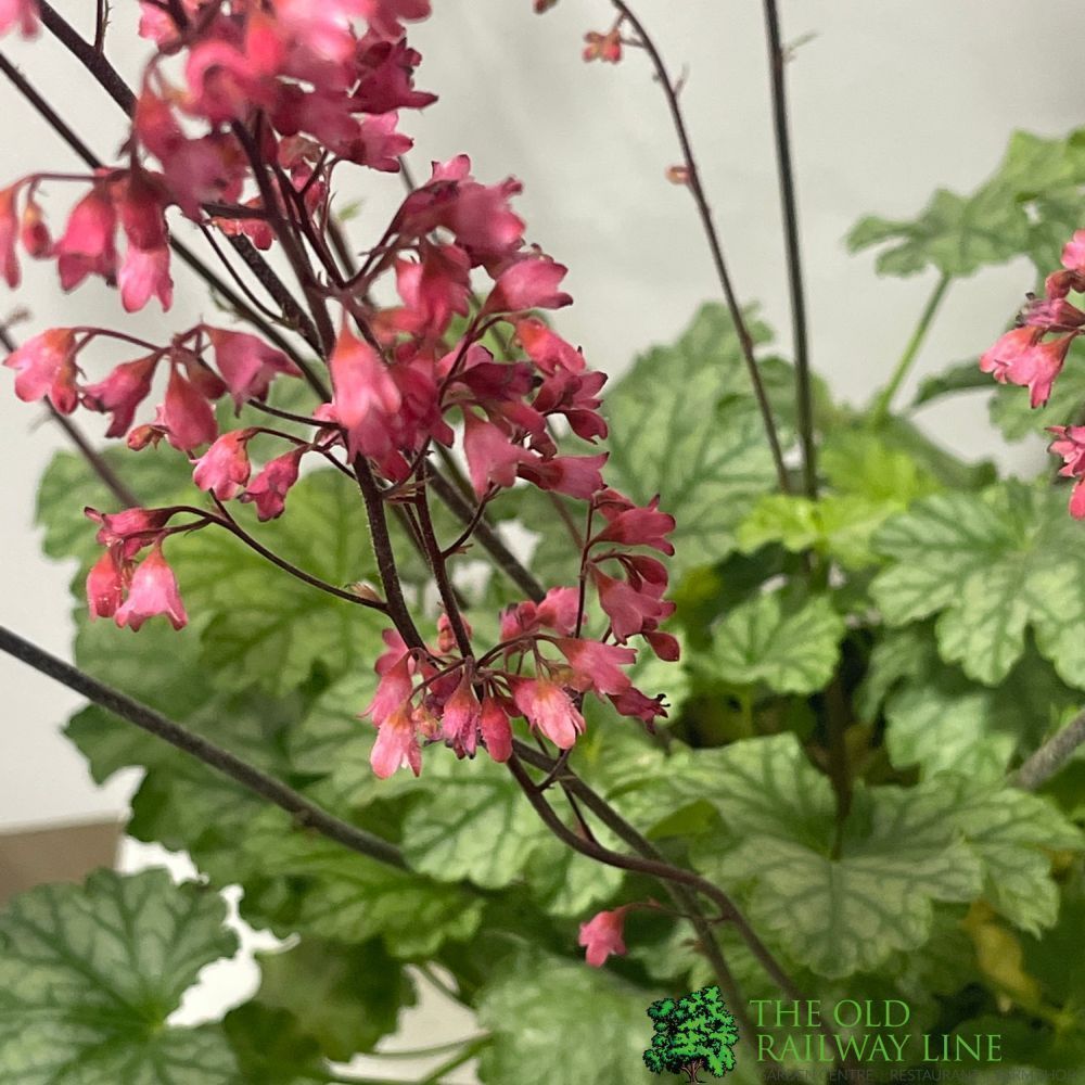 Heuchera 'Paris' 2Ltr Pot