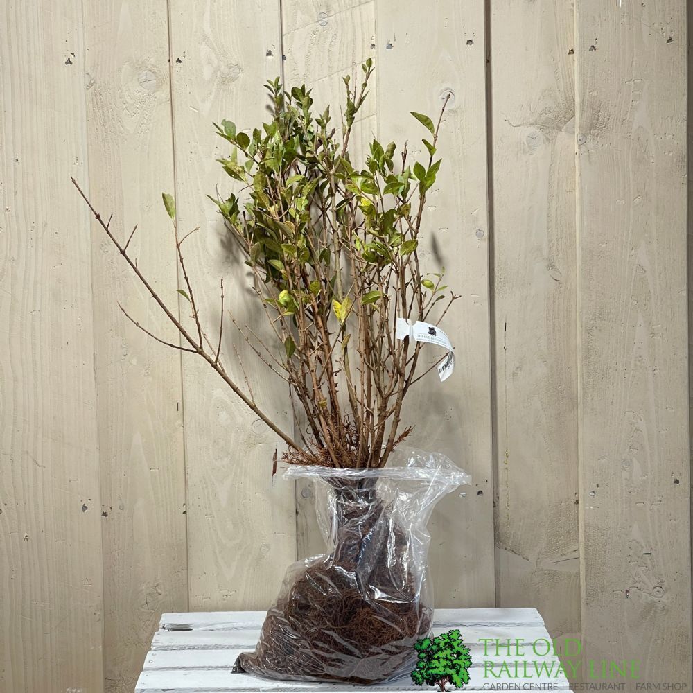 Ligustrum Ovalifolium 'Privet' Bare Root Hedging (x5 Whips)