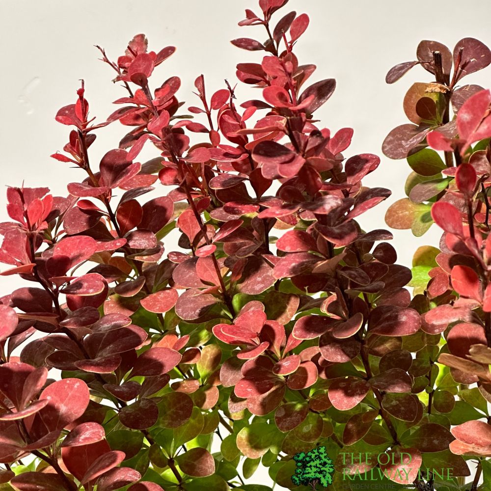 Berberis 'Orange Rocket' Japanese barberry Plant 3 Ltr Pot