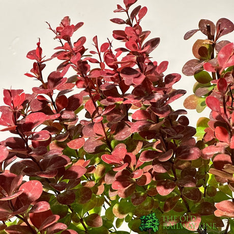 Berberis 'Orange Rocket' Japanese barberry Plant 3 Ltr Pot