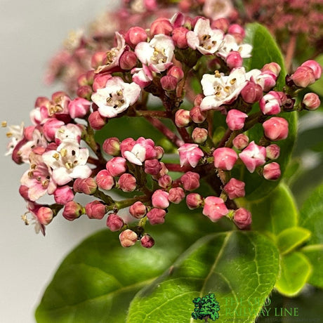 Viburnum Tinus 'Lisarose' Plant 3Ltr Pot