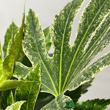 Fatsia japonica 'Spider's Web' 3Ltr Pot