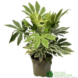 Fatsia japonica 'Spider's Web' 3Ltr Pot