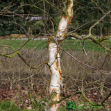 Betula Alba 'Spider Alley' Birch Tree 1.25m Tall (NL)