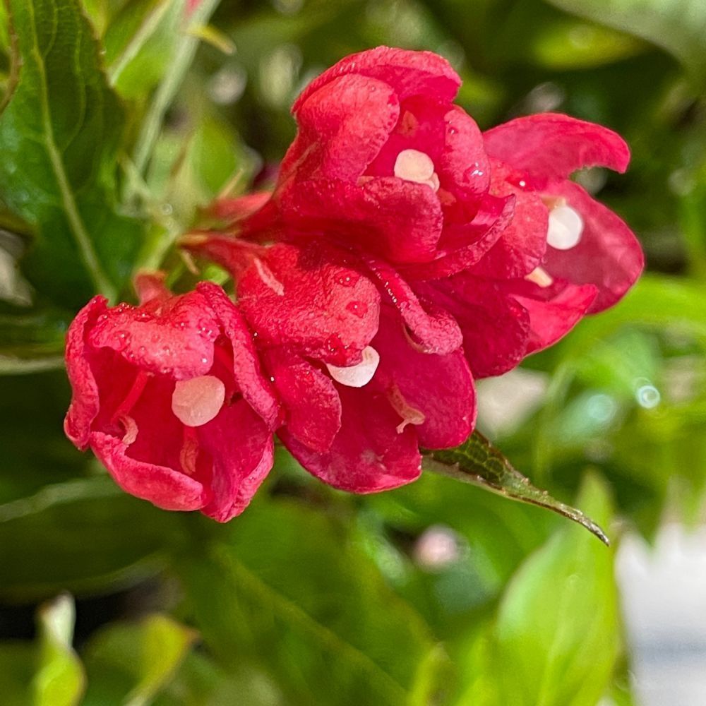 Weigela 'All Summer Red' Plant 3Ltr Pot