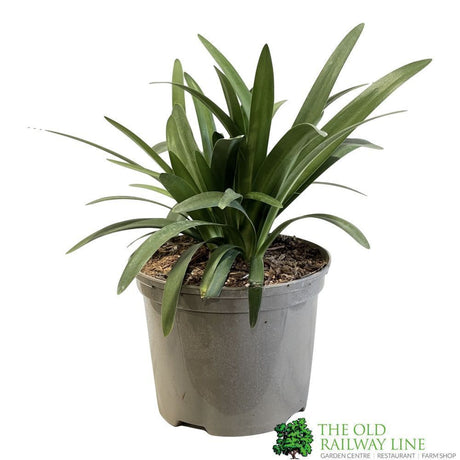 Agapanthus 'Charlotte' Plant 2Ltr Pot