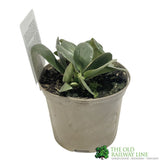 Bergenia 'Diamond Drops' Plant 2Ltr Pot