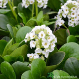 Bergenia 'Diamond Drops' Plant 2Ltr Pot