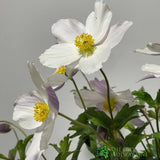 Anemone 'Wild Swan' Plant 3Ltr Pot
