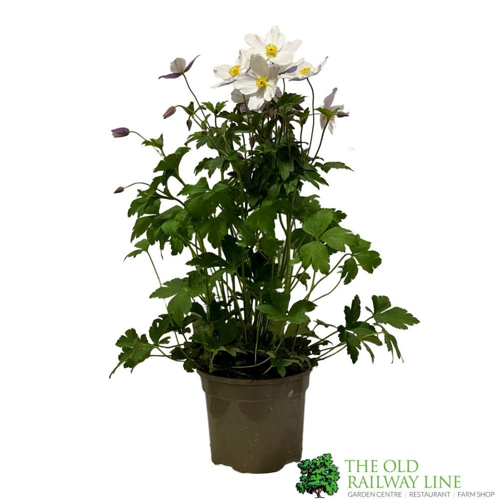 Anemone 'Wild Swan' Plant 3Ltr Pot – Old Railway Line Garden Centre