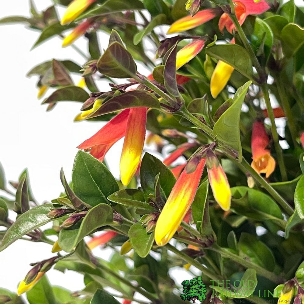 Jacobinia pauciflora 'Firefly' Plant 3Ltr Pot