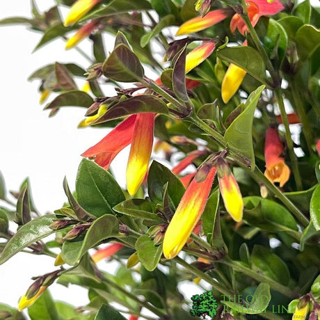 Jacobinia pauciflora 'Firefly' Plant 3Ltr Pot