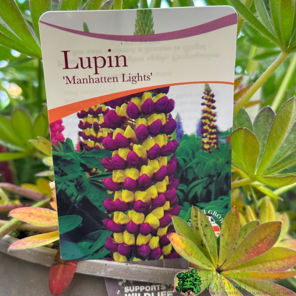 Lupin 'Manhattan Lights' 3Ltr pot