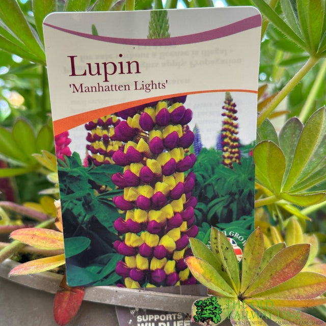 Lupin 'Manhattan Lights' 3Ltr pot