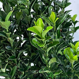Euonymus Japonicus 'Jean Hugues' 3Ltr Pot