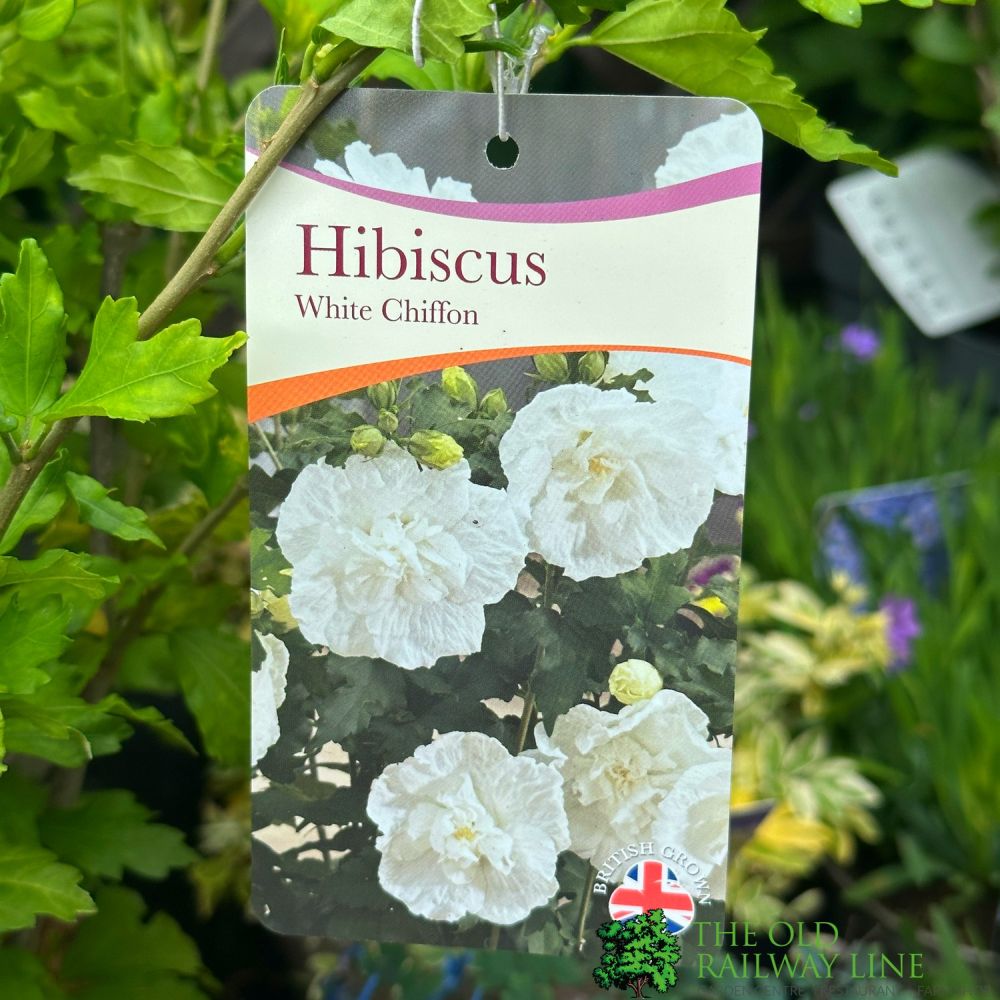 Hibiscus 'White Chiffon' 3Ltr Pot