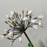 Agapanthus 'Fireworks' 2Ltr Pot