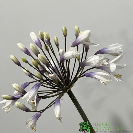 Agapanthus 'Fireworks' 2Ltr Pot