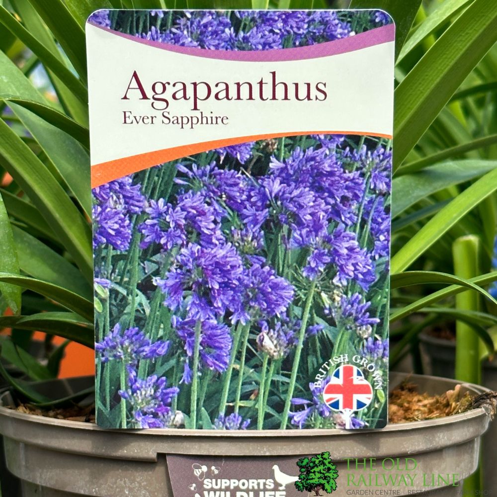 Agapanthus 'Ever Sapphire' 2Ltr Pot