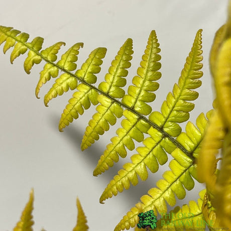 Dryopteris wallichiana 'Jurassic Gold' Fern 3Ltr Pot