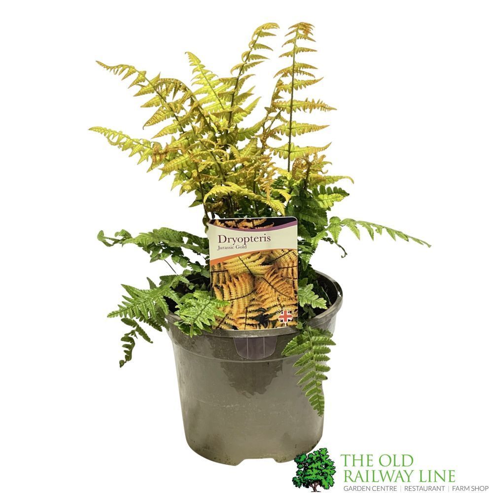 Dryopteris wallichiana 'Jurassic Gold' Fern 3Ltr Pot