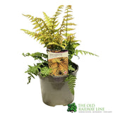 Dryopteris wallichiana 'Jurassic Gold' Fern 3Ltr Pot