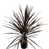 Cordyline 'Red Star' Plant 3Ltr Pot